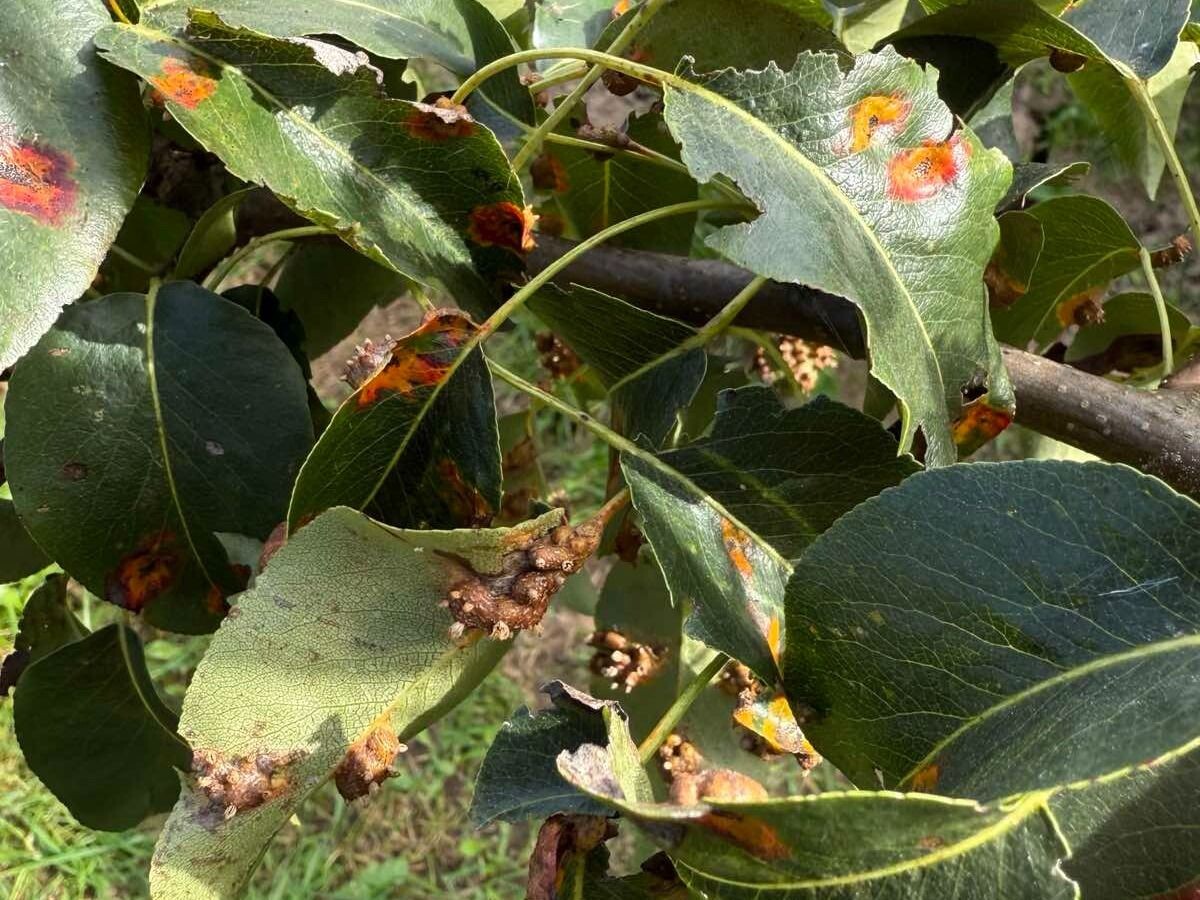 сропы ржавчины