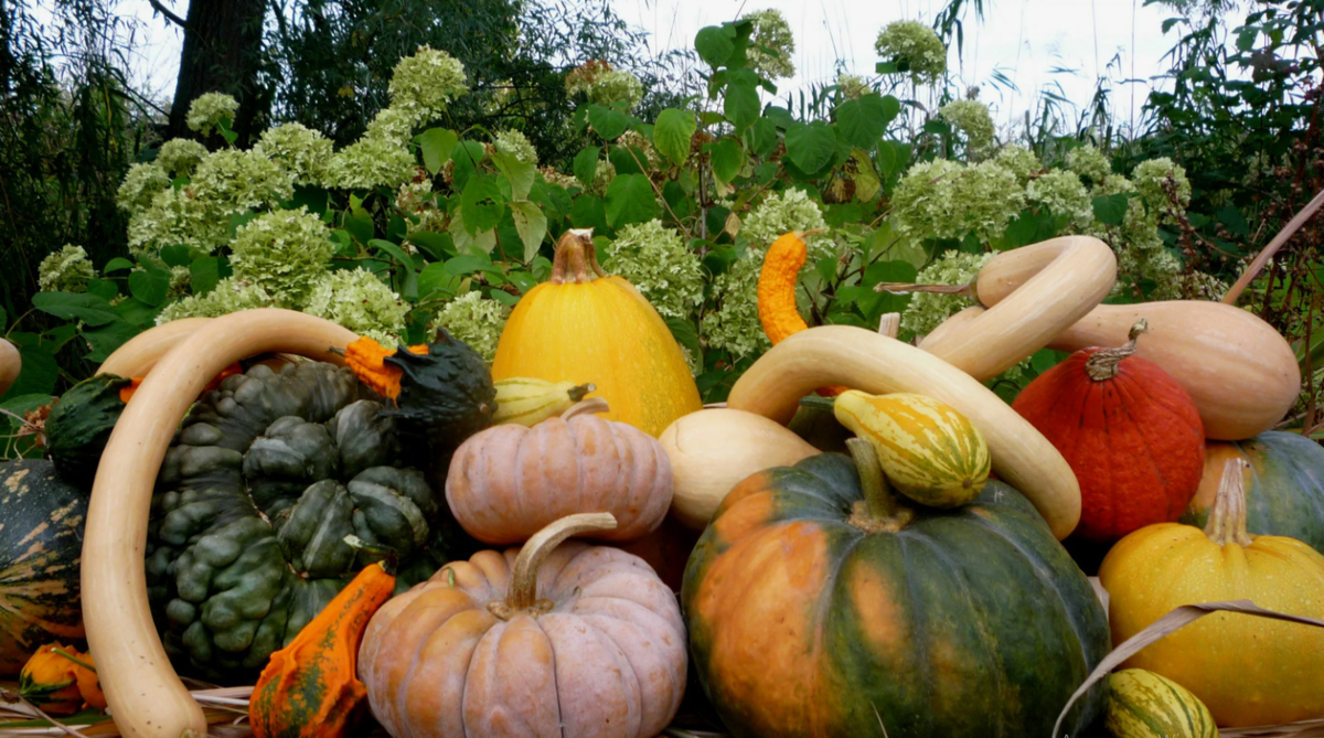 как правильно собрать и хранить тыкву