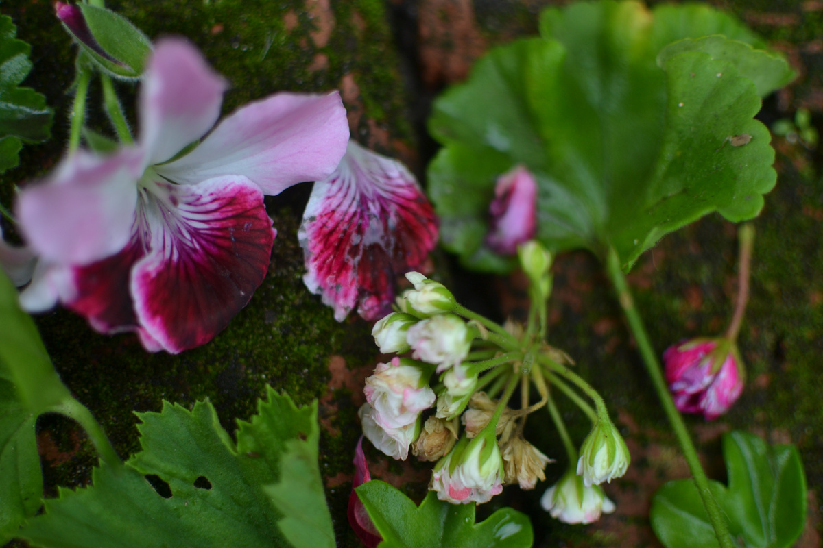 Две фотографии, листайте