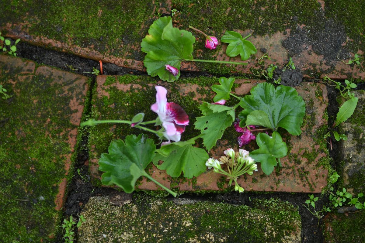 То, что осталось после обрезки черенков