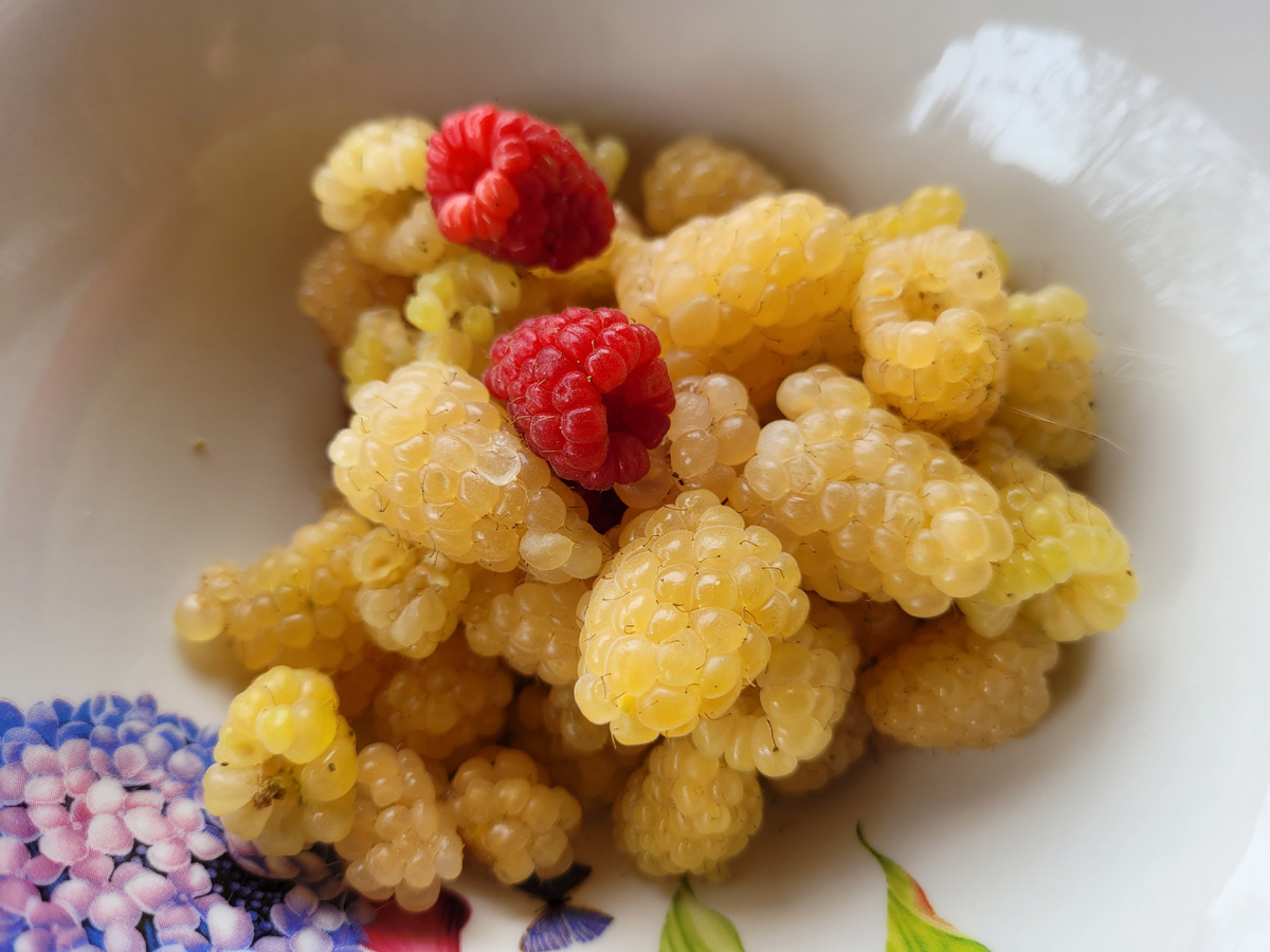 Моя осенняя малина.