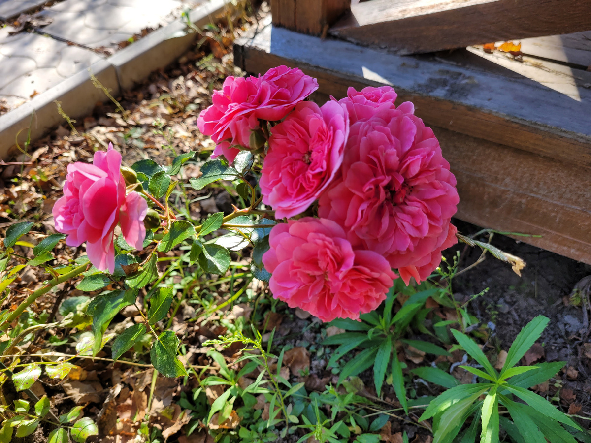 Розы от заморозков не пострадали.