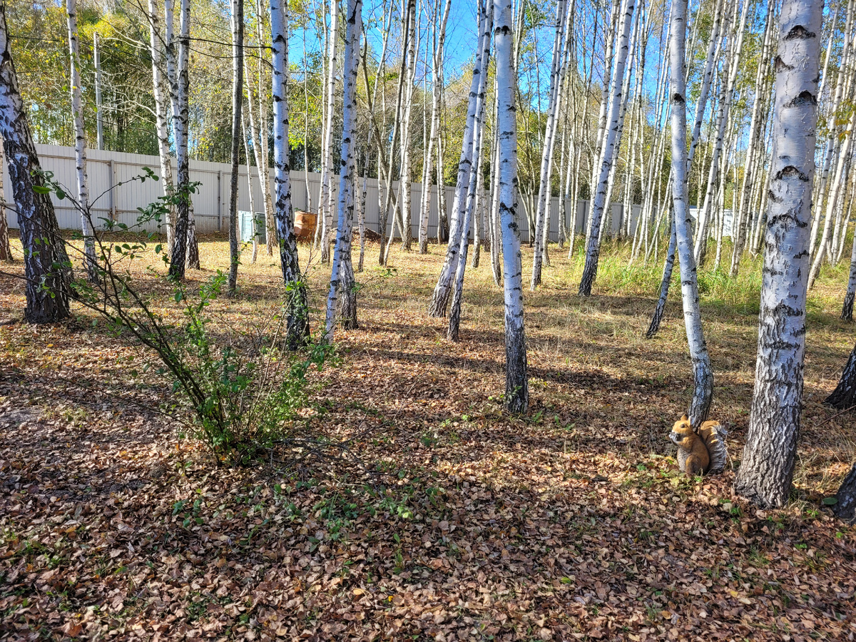 А это кусочек моего леса.