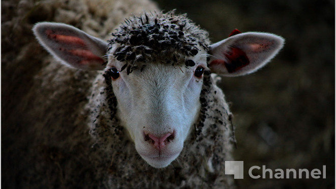 Фото: Анастасия Илюшина/47channel, архив