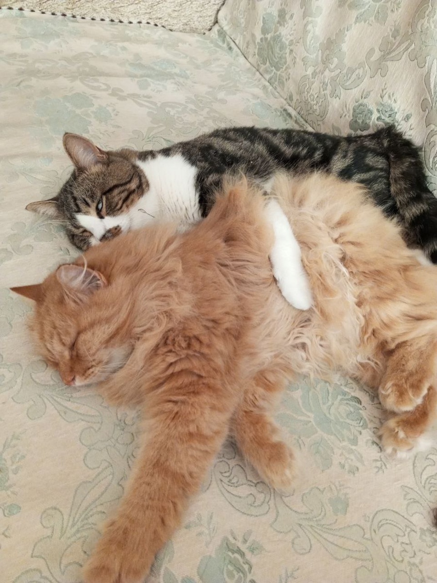 Мы с приятелем вдвоём замечательно живём!