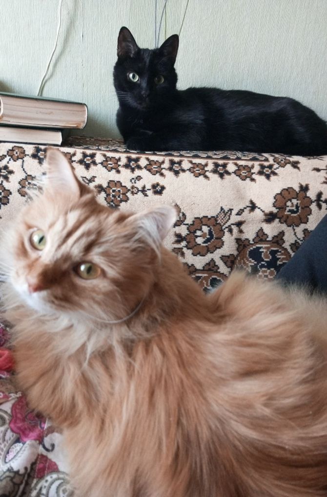 Мы такие с ним друзья -куда он, туда и я!