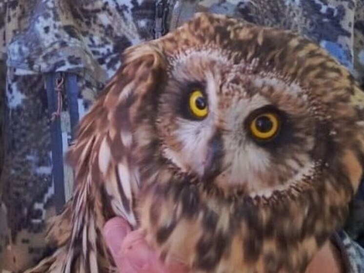     Птица сидела на обочине и спокойно ждала помощи. Фото: соцсети Комитета охотничьего хозяйства и рыболовства НО