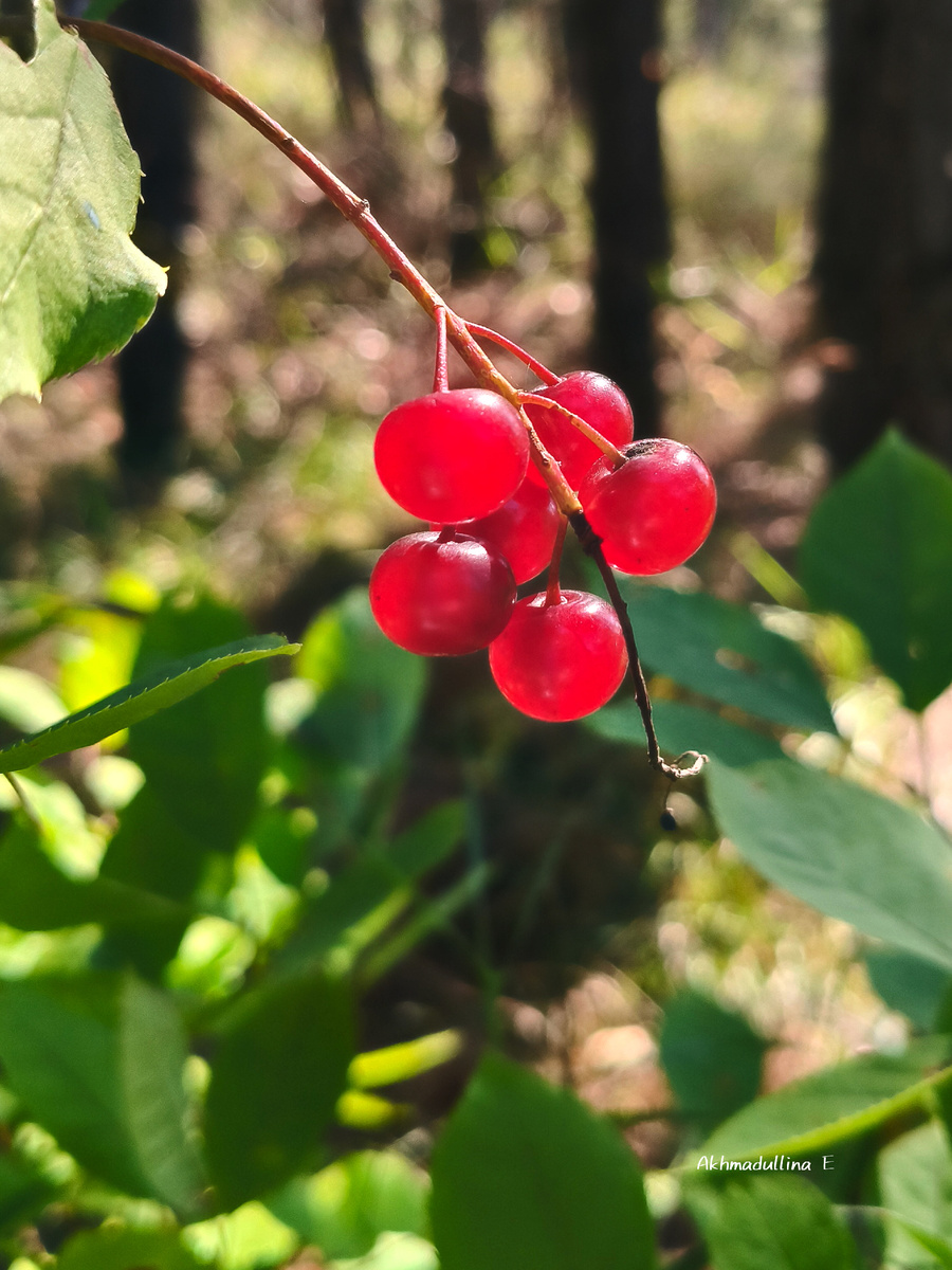 Фото для оформления статьи. В августе как раз фоткала 