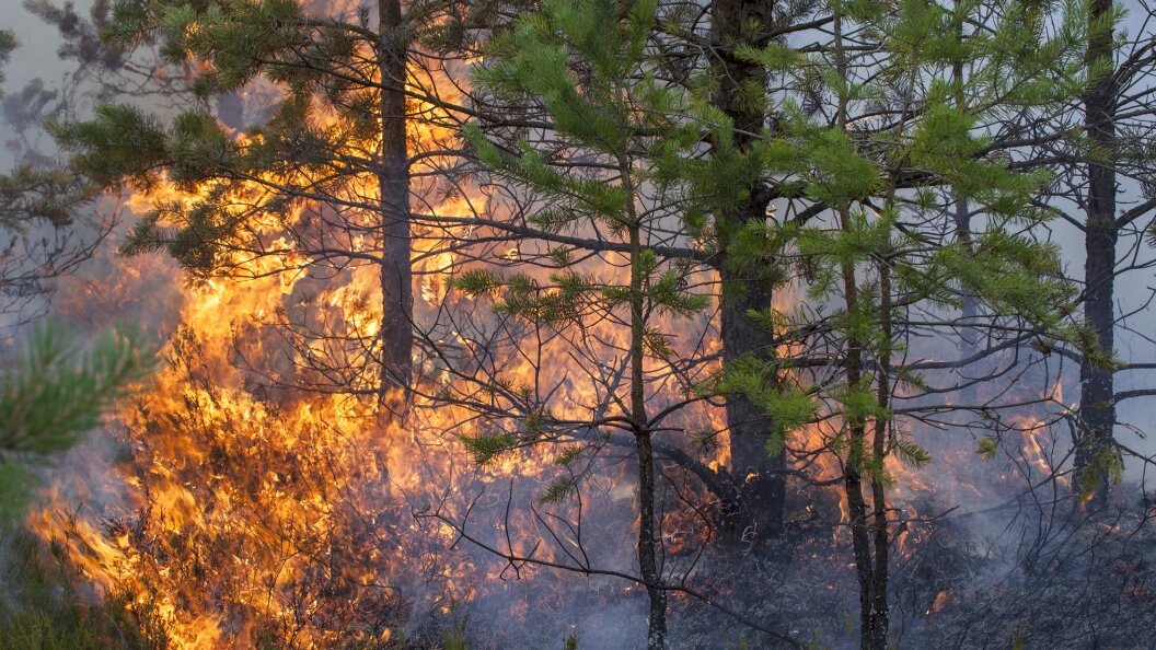    Фото: Viesinsh/shutterstock.com