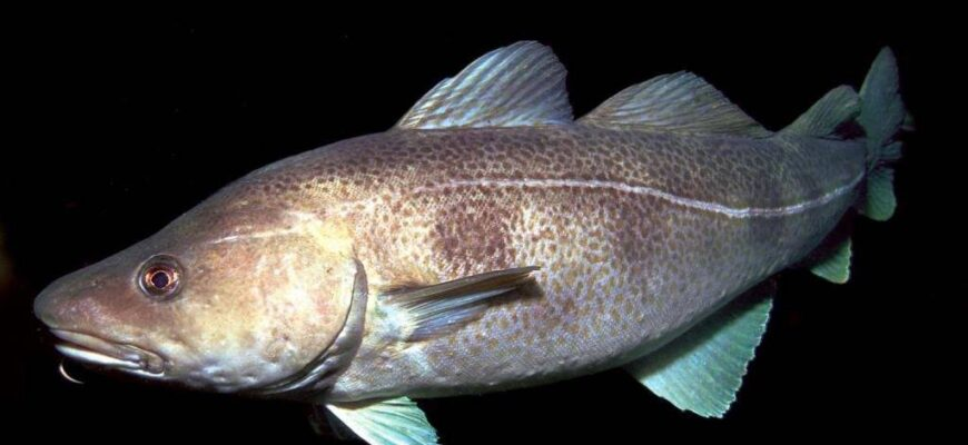 Восточносибирская треска. Источник изображения: сайт fish-wiki.ru