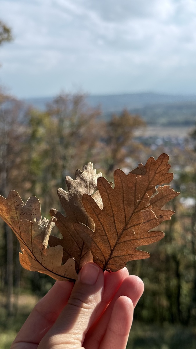 Горный и лесной привет 🍁