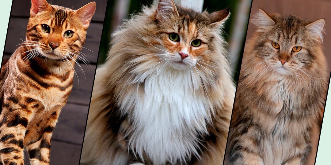 Привязанность кошек к хозяевам — миф?