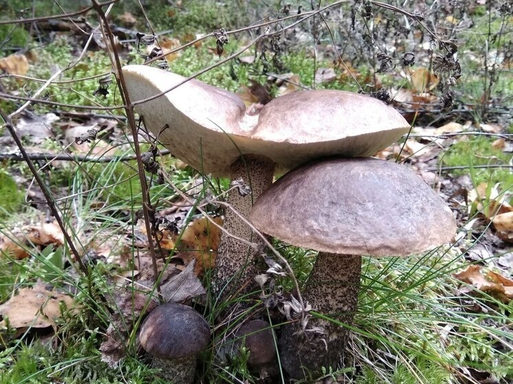     Грибы содержат витамины группы B и медь. Фото: МК в Великом Новгороде