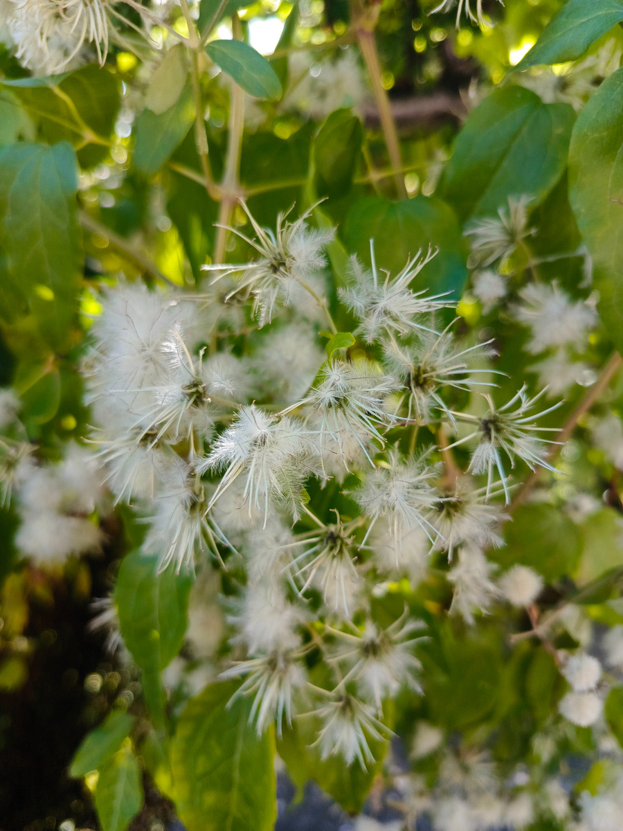 Пушистая  скумпия 