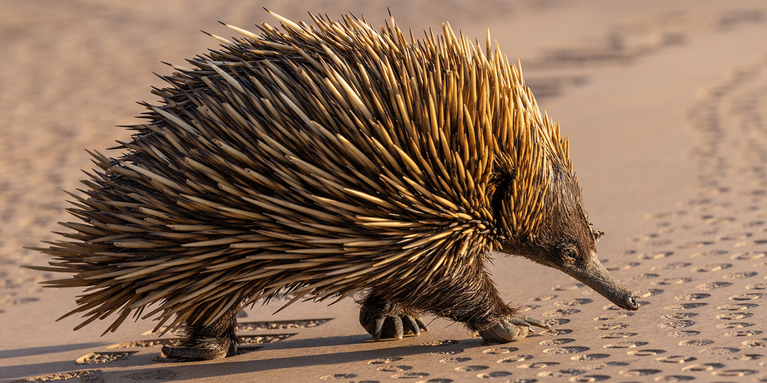 Почему в Австралии так много необычных животных