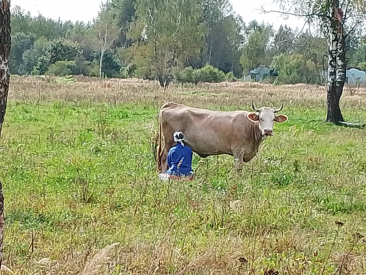 Кунг Фа доярки на Смоленщине