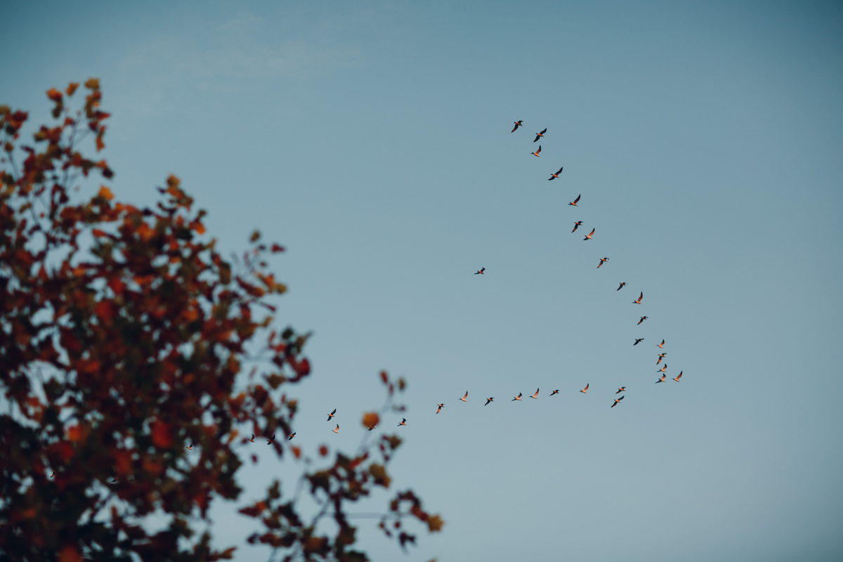 primipil/istock