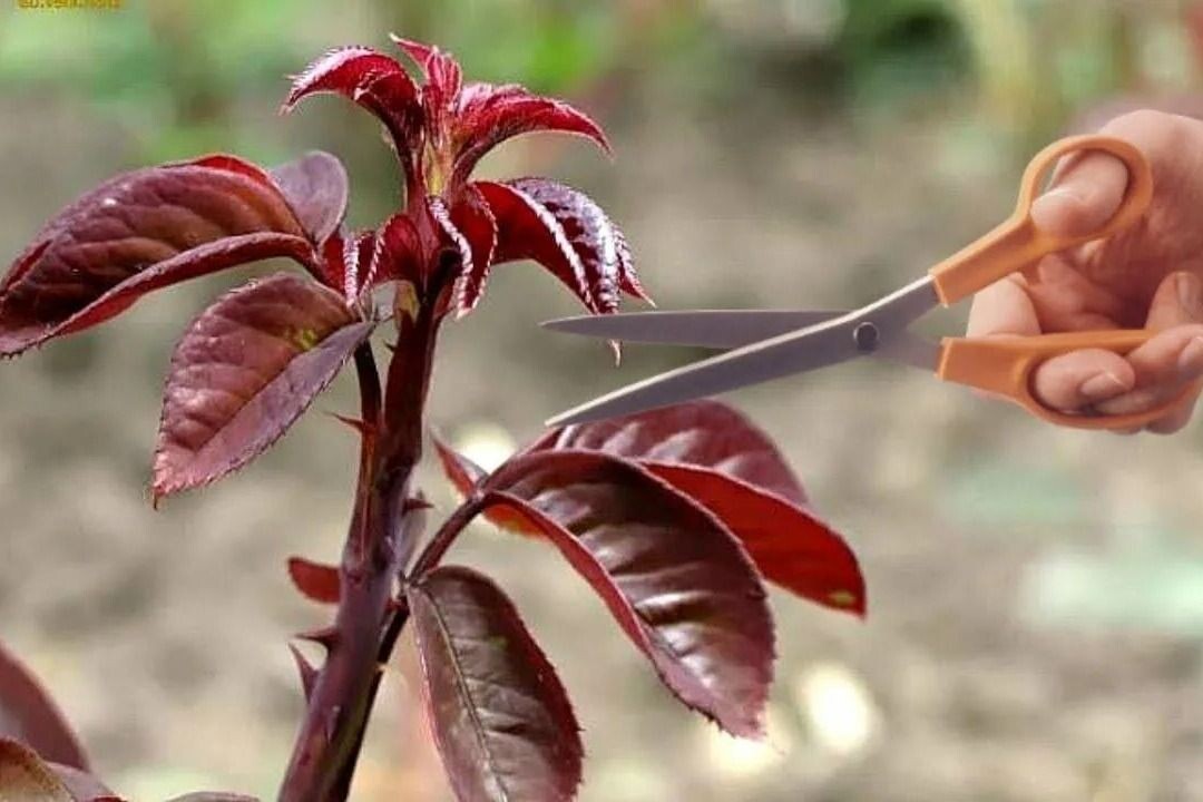 Красные побеги роз