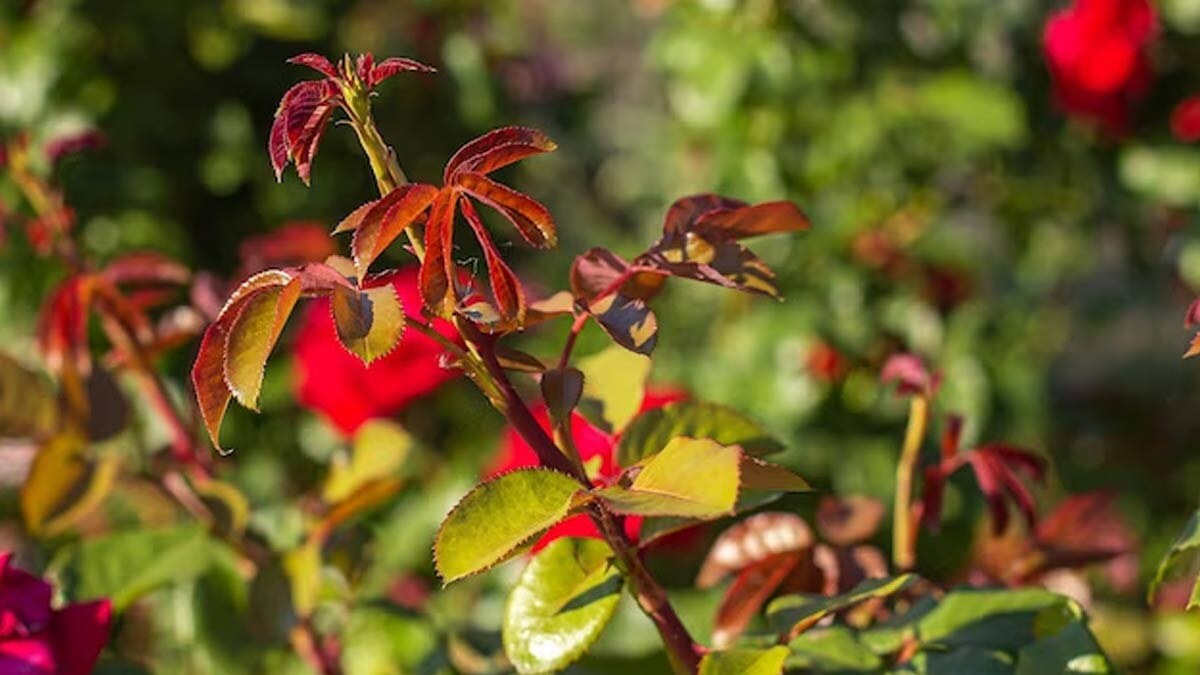 Красные побеги роз