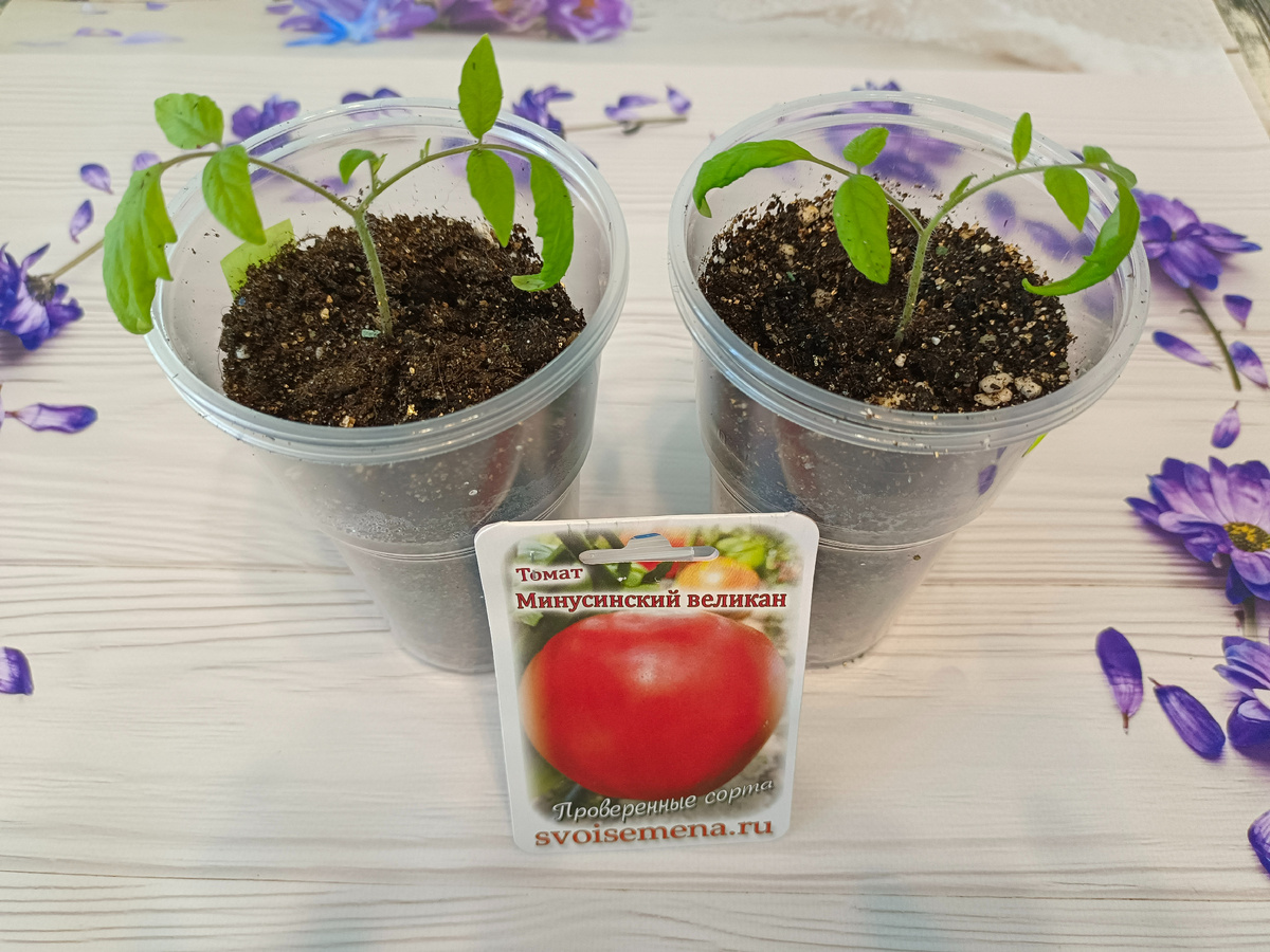 "Минусинский великан"