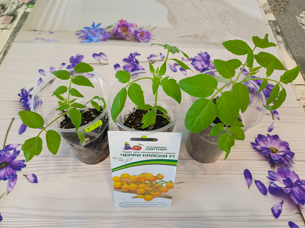 "Черри краски желтые"