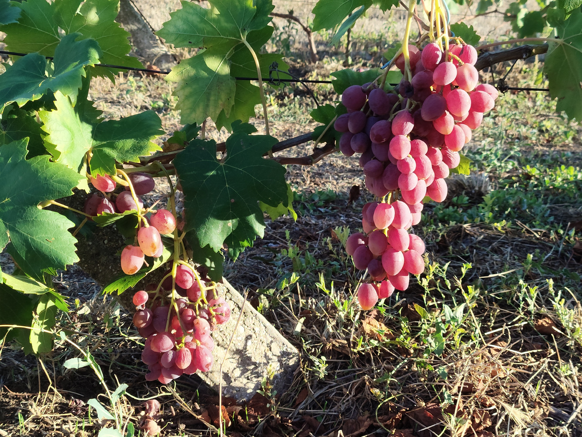 Красавчики