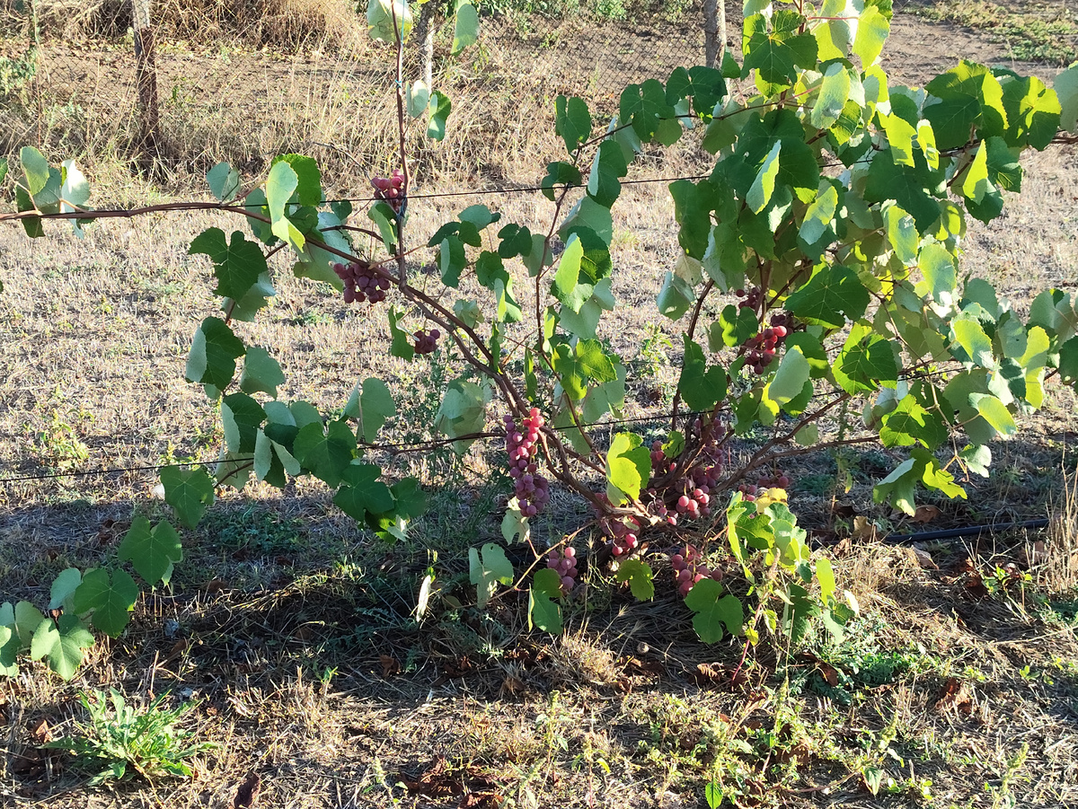 Это сигналки Лидии