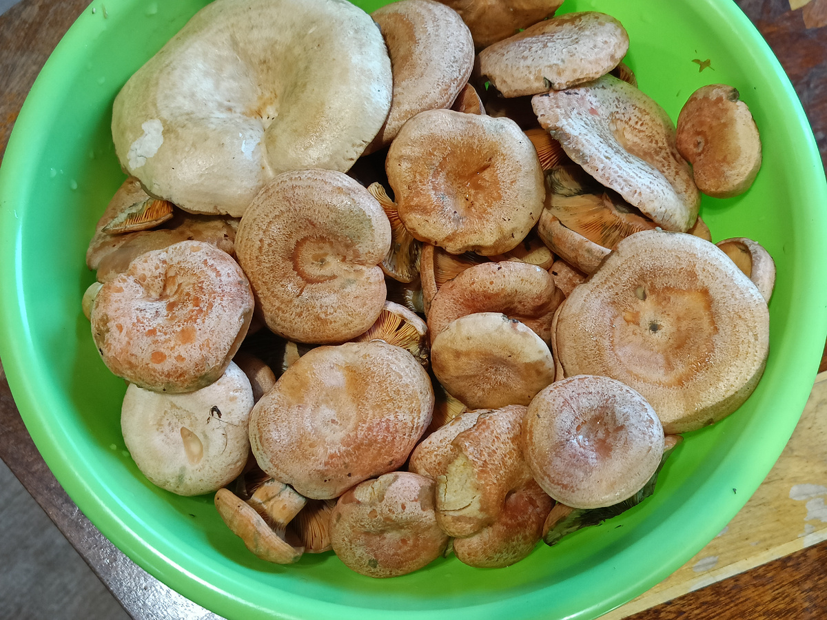 5 литров рыжиков.