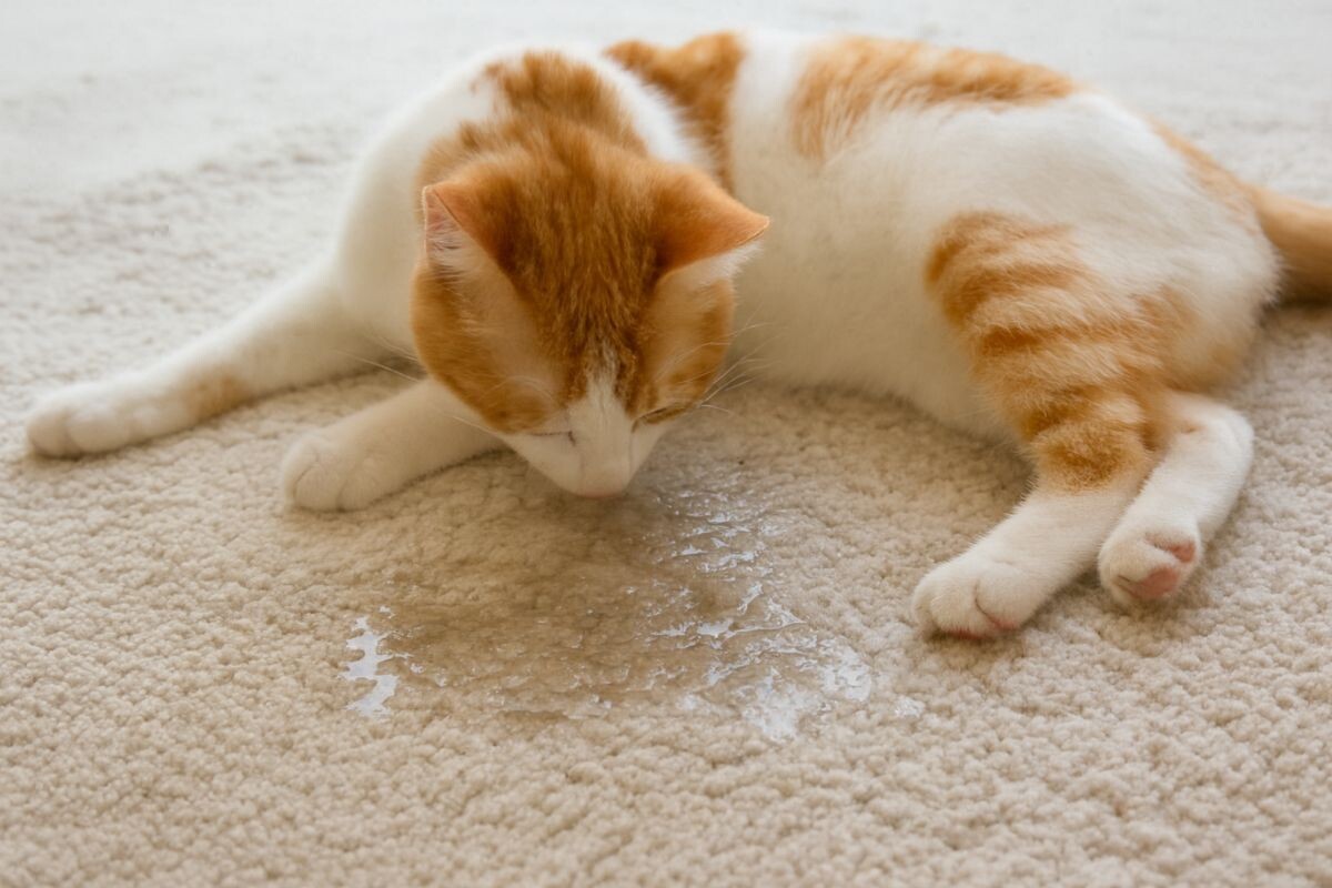 Недержание мочи у кошек