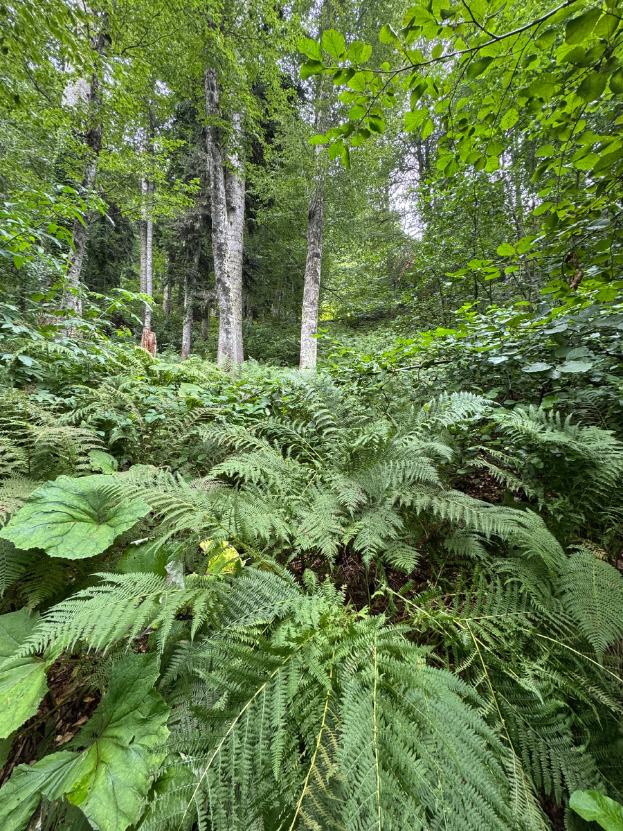 Реликтовые папоротники при входе в лес