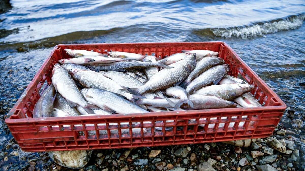    Фото: Андрей Ткачев / «Ямал-Медиа»
