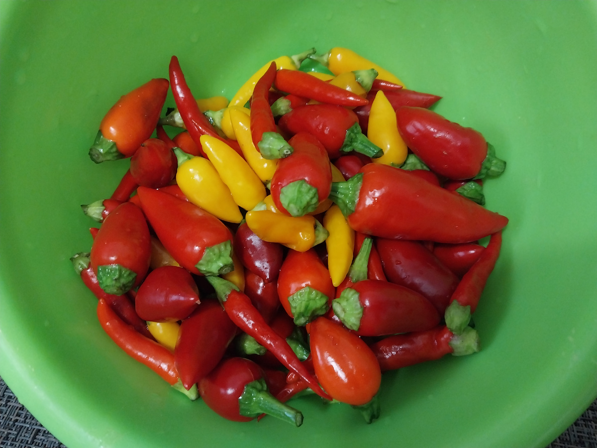 Мои декоративные перчики "Медуза", "Задира" и "Фитилёк"