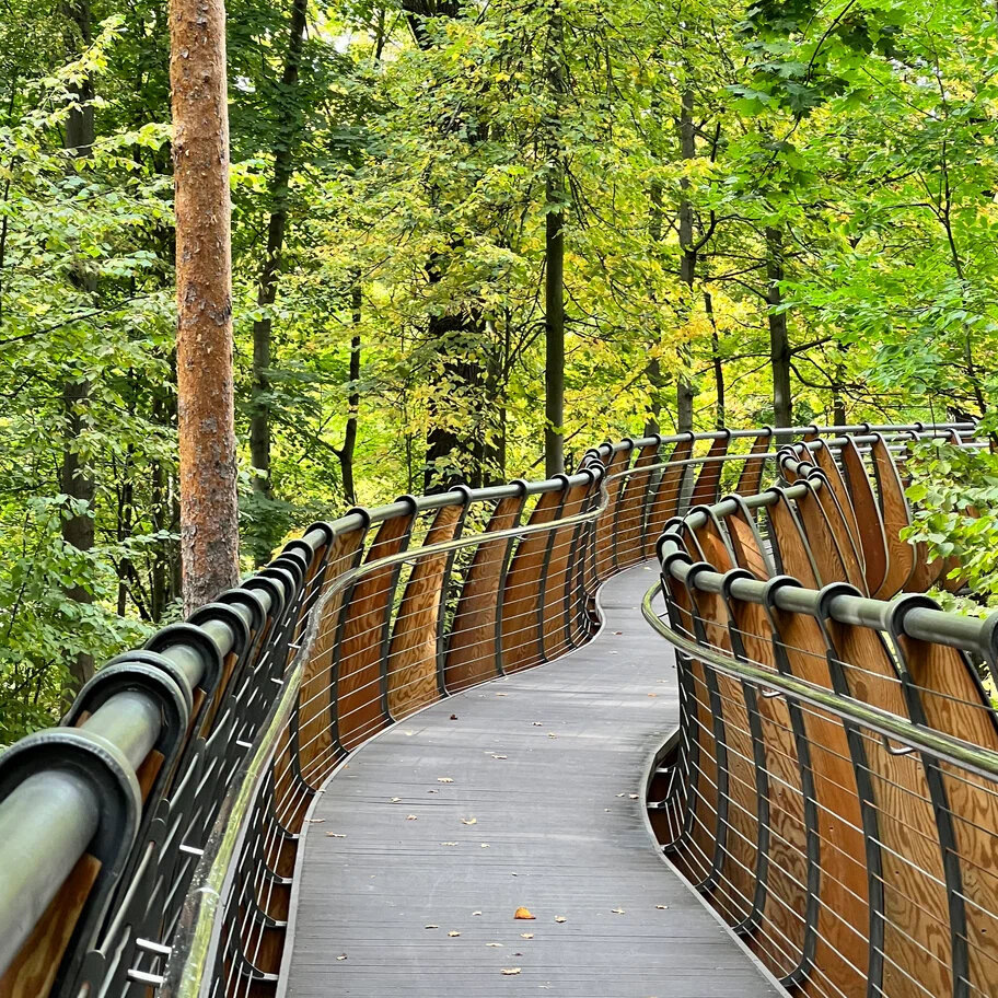 Средний возраст дубов здесь — 150 лет, но можно увидеть и более взрослые экземпляры. Фото: yandex / Яндекс Карты