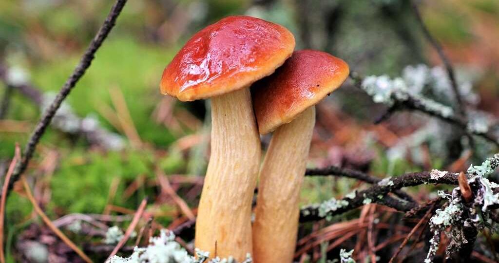 И тут пролезли!.. Долгожданная встреча с грибом-иноагентом