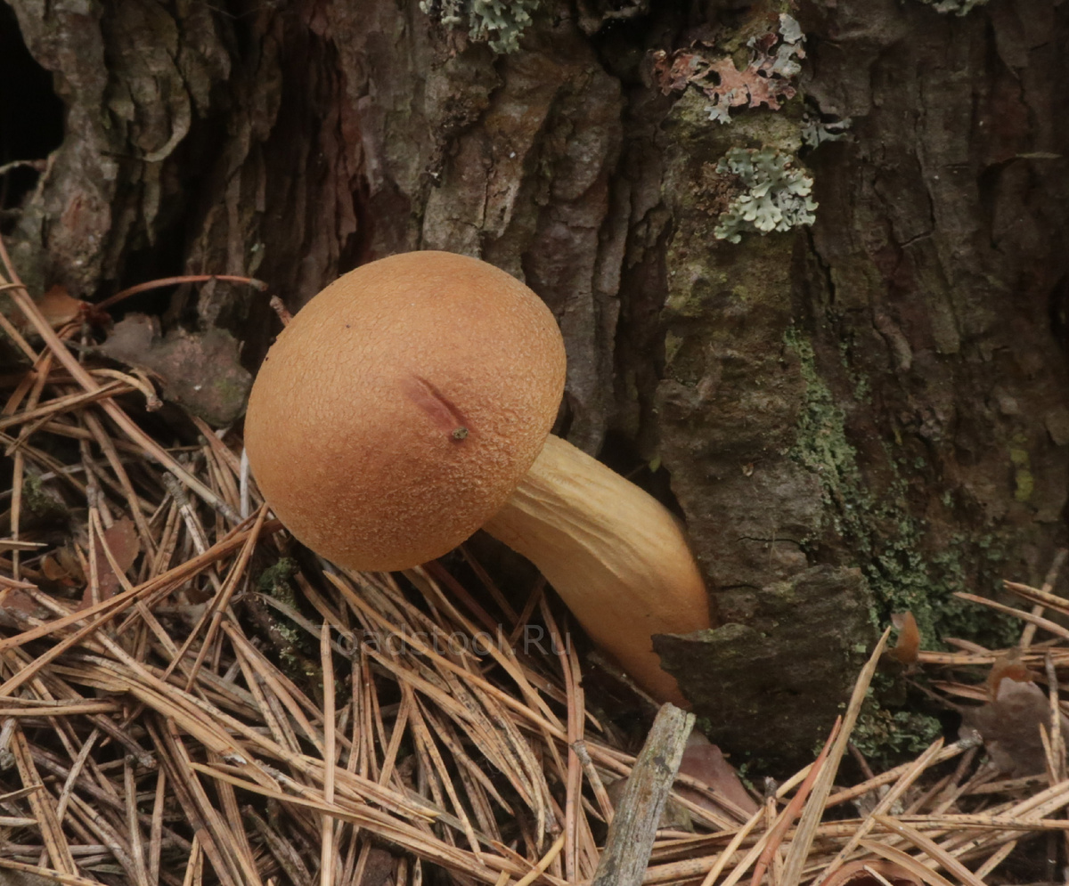 А вот и мой трофей. Чуточку скромнее... (фото И.Лебединского)
