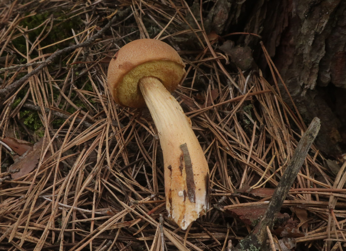 Но сомнений таки нет (фото И.Лебединского)