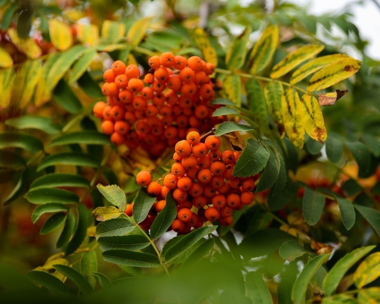     Бабье лето в Курской области может продлиться до конца недели
