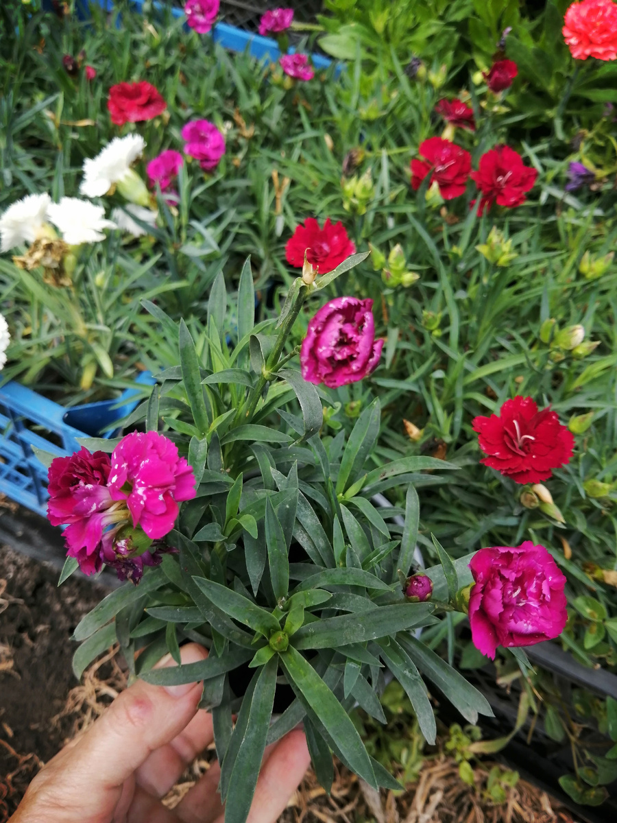 Моя гвоздика на продажу