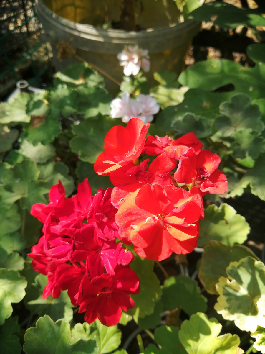 Пеларгонии на продажу