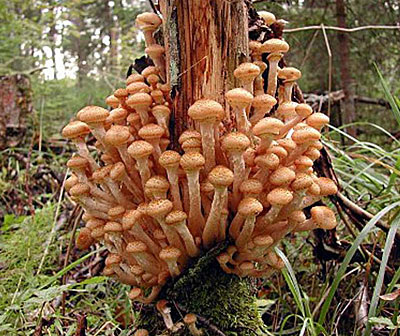 Семейка опят из личного архива