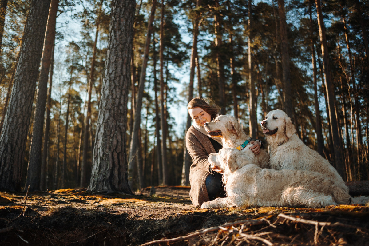 На фото моя золлотистая стая, только младшенькую Мяту не видно