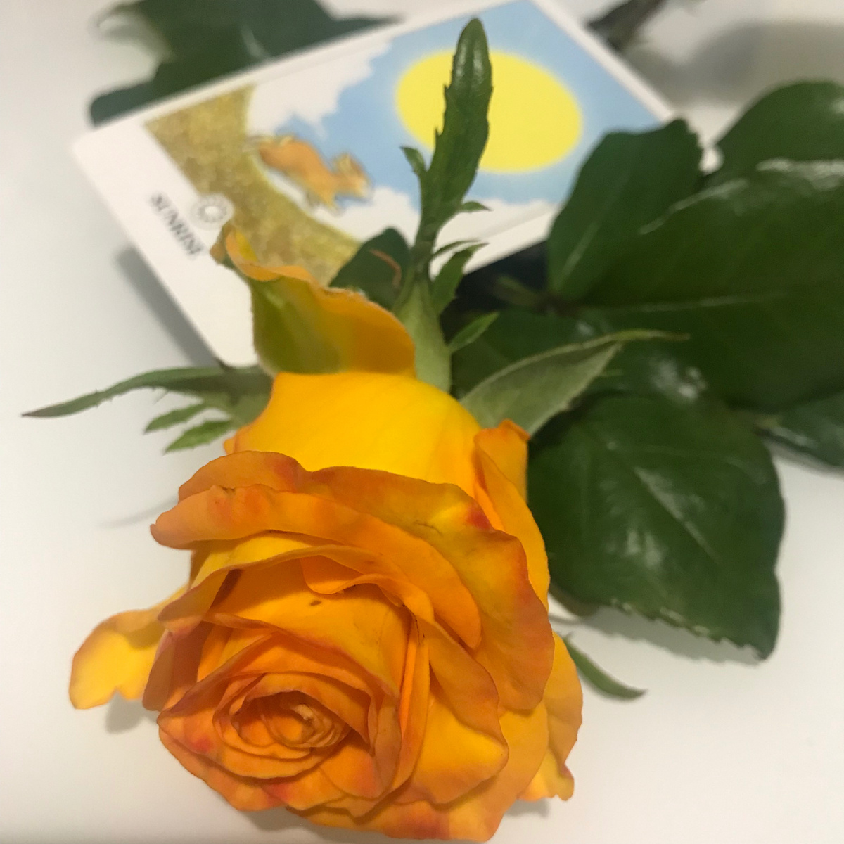 Доброго времени суток,моя обольстительная гостья!)Давай скорее посмотрим, что уготовила для тебя судьба!)