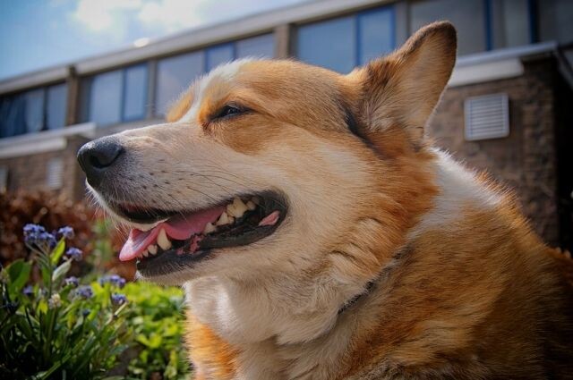    Собака помогла полиции расследовать преступление.