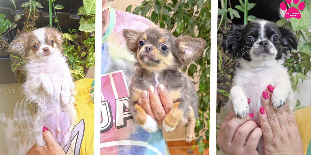 Чихуахуа Океан был скормняшкой в питомнике, а в новом доме оказался совсем не таким! Отправка щенков в новые дома! Новое видео!