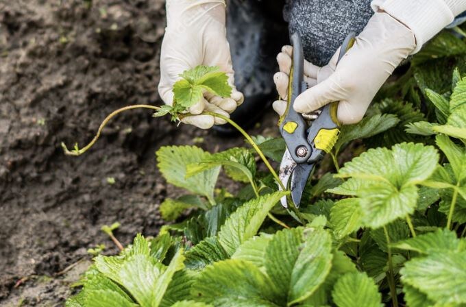 🍓 Уход за клубникой в сентябре: подкормка, обработки и ошибки, которых стоит избежать