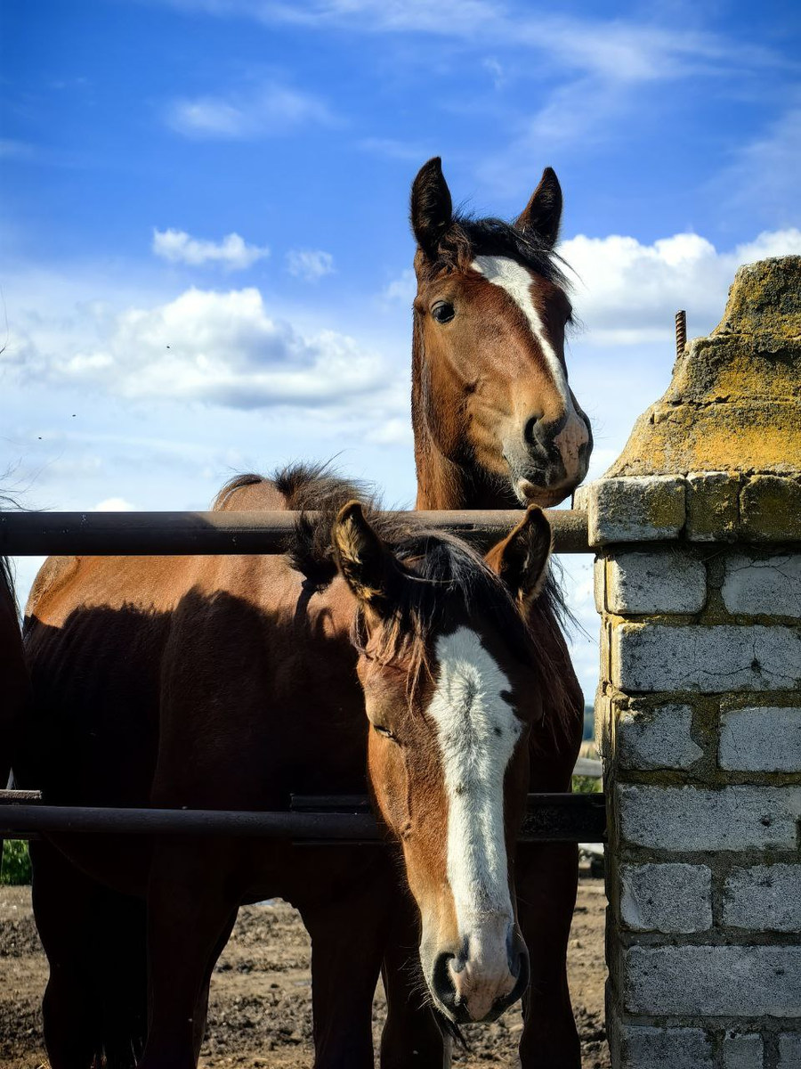 Молодые тяжеловозы на конезаводе «Монастырское подворье» в Юрьев-Польском
