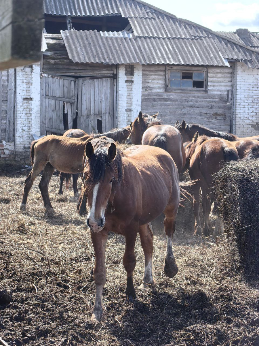 Молодые тяжеловозы на конезаводе «Монастырское подворье» в Юрьев-Польском