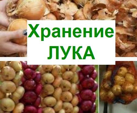 как хранить лук