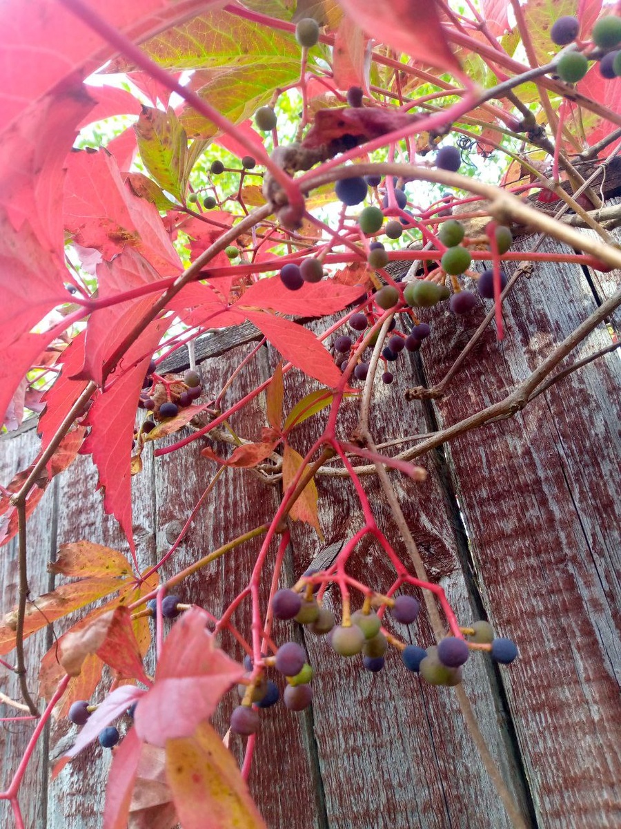 Осень приходит яркими красками 