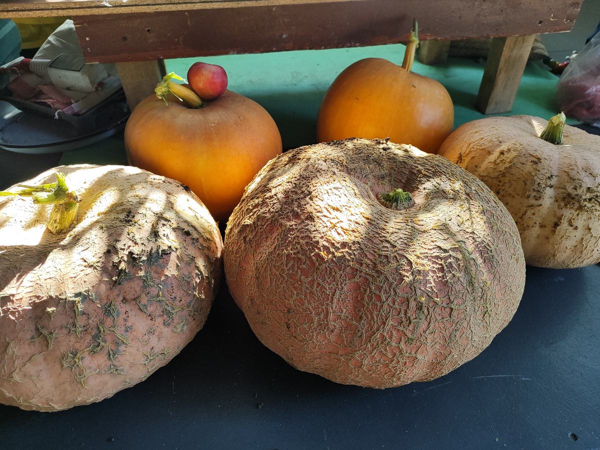 А вот и тыковки.